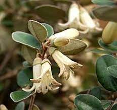 In the image above you can see correa 'ivory bells' which is believed to be a hybrid of correa alba and correa backhouseana, both of which grow extremely well in the southern states. Correa Ivory Bells At San Marcos Growers