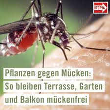 Pflanzen Gegen Mucken So Bleiben Terrasse Garten Und Balkon Muckenfrei Pflanzen Gegen Mucken Garten Anpflanzen Und Garten
