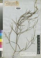 Image result for Periploca linearifolia