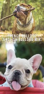 French bulldog mix puppies wisconsin. Is A French Bulldog English Bulldog Mix The Right Pet For You