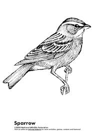 Sparrow Bird Drawing For Kids With Colour 06 03 11 Color Activities Stencil Patterns Coloring Sheets