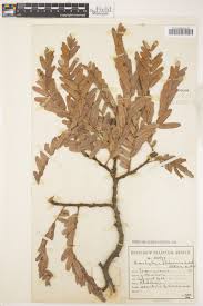 Image result for Brachystegia boehmii