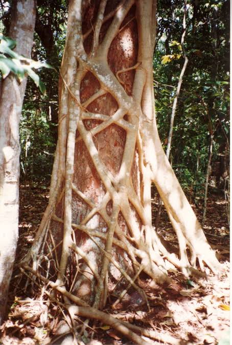 Mga resulta ng larawan para sa Strangler fig tree or Ficus watkinsiana, iluka, Australia"