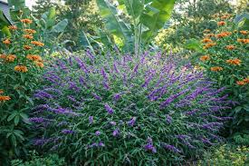 Image result for Sabicea orientalis