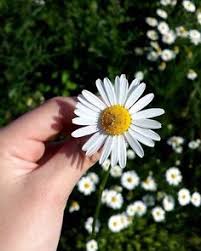 Sometimes, the flowers are a rose or pink color. 15 Giving Flowers Ideas Flowers Giving Flowers Beautiful Flowers