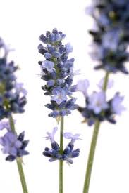 LAVANDULA VERA