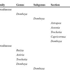Image result for Dombeya shupangae