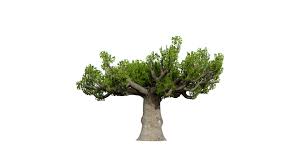 Image result for Sterculia africana