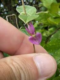 Image result for Galactia striata