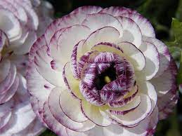 Purple White Ranunculus Bud White Ranunculus Purple Flowers Garden Ranunculus