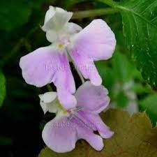 Image result for Impatiens hochstetteri