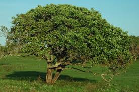 Image result for Syzygium cordatum