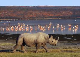 Nakuru town east nakuru zip code list, postal code, list of all zip codes, zip codes by city, zip code list by county, what is a postal code kodhe pos|pin code|postcode|cap|code postal|cpi|código postal|kod pocztowy|irányítószám|eircode|kodi postar|npa|pasta indekss|plz|postnummer|poçt indeksi|cpa nakuru town east. Midland Hotel Lake Nakuru Hotels