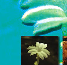 Image result for Monanthotaxis orophila