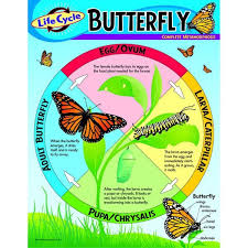 Chart Life Cycle Of A Butterfly Life Cycles Life Cycle