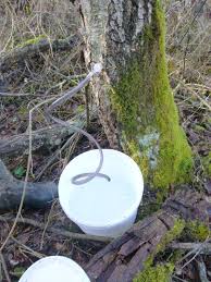 La sève de bouleau est très riche en vitamine c et en sels minéraux. En Mars Decouvrez La Seve De Bouleau Formation Longue Stage Permaculture Dans Un Jardin Pedagogique En Bourgogne