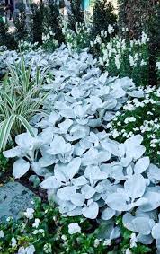 Senecio Angel Wings Moon Garden Sacred Garden Garden Inspiration