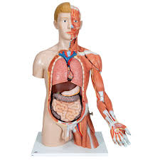 Start studying anatomy & physiology torso muscles. Human Torso Model Life Size Torso Model Anatomical Teaching Torso Deluxe Dual Sex Torso With Muscled Arm Muscular Anatomical Torso 33 Part Torso Model