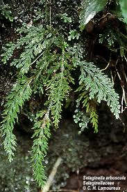 Image result for Selaginella auquieri