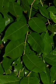 Image result for Cleistanthus schlechteri