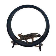 We didn't want to spend the 5 to 600 dollars to buy one but couldn't find any good tutorials to do it yourself. Top 5 Cat Exercise Wheels In 2021 Technomeow