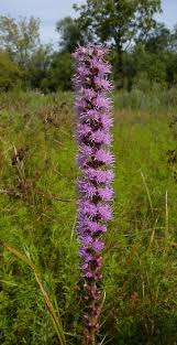 We did not find results for: Marsh Blazingstar Liatris Spicata