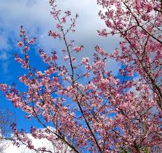 Image result for Prunus
