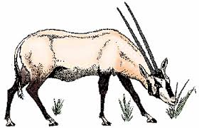 A flat paper container, especially for a letter, usually having a gummed flap. Oryx Definition Of Oryx By Merriam Webster