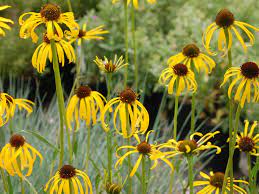 Echinacea Paradoxa Yellow Coneflower World Of Flowering Plants Echinacea Plants Planting Flowers