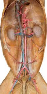The blood vessels (artery and vein) supplying the cat's ovary are elevated and clamped off using mosquito hemostats (artery forceps). A P 2 Cat Abdomen Arteries And Veins Diagram Quizlet
