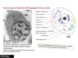 We did not find results for: 1 2 Ultrastructure Of Cells
