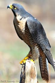 Pin On Avian