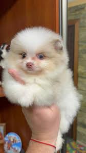 Pomeranian Puppies Adorers💝💐🥰 and rehoming