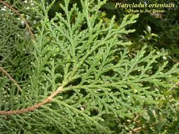Image result for Platycladus orientalis