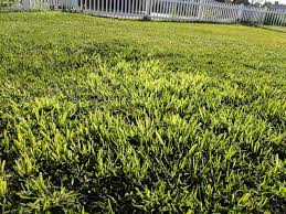 What Is This Light Green Grass Overrunning My Beautiful Saint Augustine Grass I Live St Augustine Grass St Augustine Grass Care Vegetable Garden For Beginners