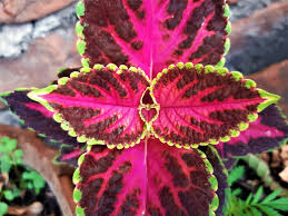 Image result for Coleus meyeri