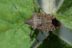 Image result for Heteromorpha stenophylla