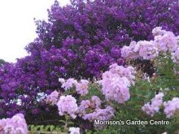 ✓ free for commercial use ✓ high quality images. This Is The Crepe Myrtle Color Combo I M Going For Intermediate Deep Purple And Dwarf Shell Pink Myrtle Tree Flowering Trees Crepe Myrtle