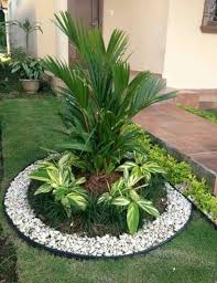 Planta Jardin Jardines Jardines Tropicales Decoraciones De Jardin