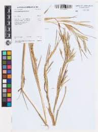 Image result for Andropogon gayanus