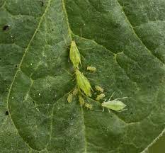 Plant cells have plasmodesmata, which are pores between plant cell walls that allow molecules and communication signals to pass between. Similarities Between Plant And Animal Cells Biology Wise
