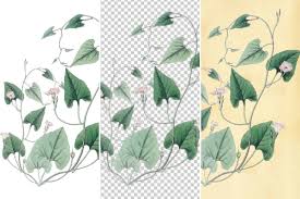 Image result for Convolvulus farinosus