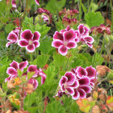 Image result for Pelargonium apetalum