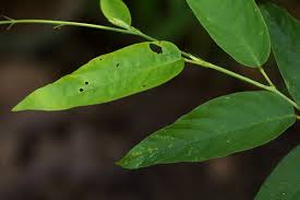 Image result for Pleurolobus