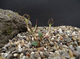 Image result for Ceropegia conrathii
