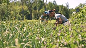 A La Ferme Des Quatre Temps On Recolte La Fleur D Ail Et On Experimente Avec Le The De Compost On Suit Annie Claude Et Justine Dans L Entretien Des Ja In 2020 Episodes