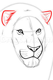 Drawing A Realistic Lion Step 5 Lion Face Drawing Lion Sketch Animal Drawings Sketches
