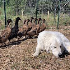 Смотреть видео про gold shaw farm. Gold Shaw Farm Photos Facebook