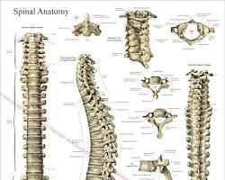Image of page from the book showing an anatomical diagram of the human spine