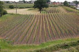 We did not find results for: Bare Root Trees For Sale At Beardsworths Nurseries